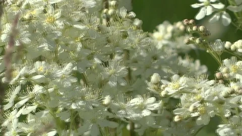 Wildflowers in the spring on a meadow Video stock 90526203