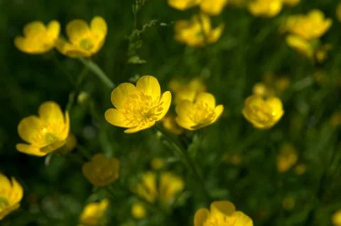 Wildflowers in spring Stock Photos