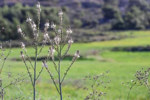 Wildflowers at the spring time Stock Photos