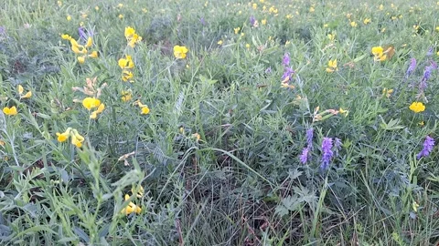 Wildflowers on summer field  Stock Footage 249055591