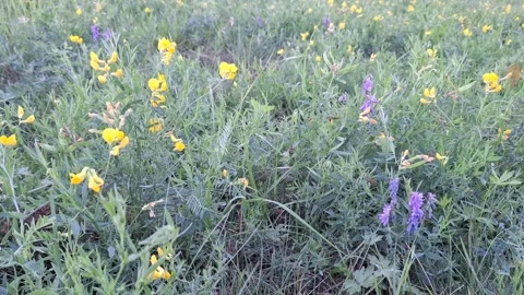 Wildflowers on summer field.  Stock Footage 249055597