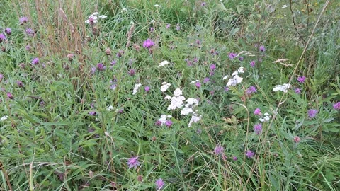 Wildflowers on summer field  Stock Footage 249055619