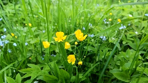 Wildflowers on summer fiels  Stock Footage 151686972