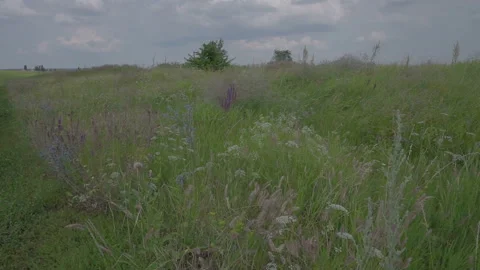 Wildflowers in summer Video stock 92827033