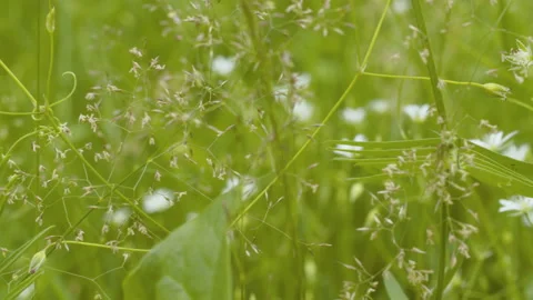 Wildflowers in summer on the meadow Stock Footage 134139925