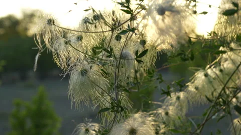Wildflowers in the Sunlight Stock-Footage 317576395