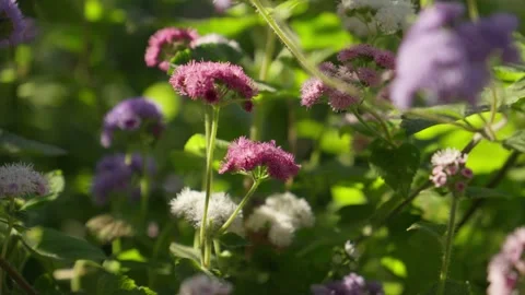 Wildflowers in Sunlight Stock Footage 320202348