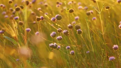 Wildflowers, Sunrays and the Wind Vidéo 106465142