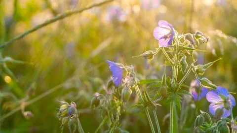 Wildflowers at sunset. Close-up Фото