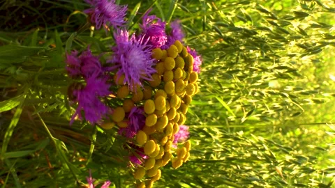 Wildflowers. Sunset Stock Footage 281592090