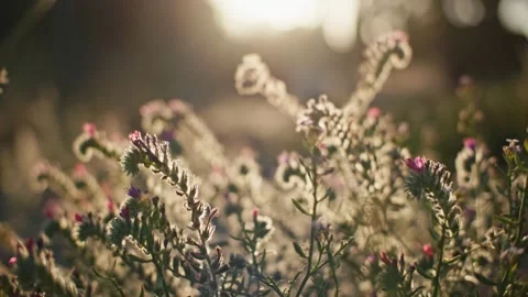 Wildflowers at sunset Stock-Footage 312275487