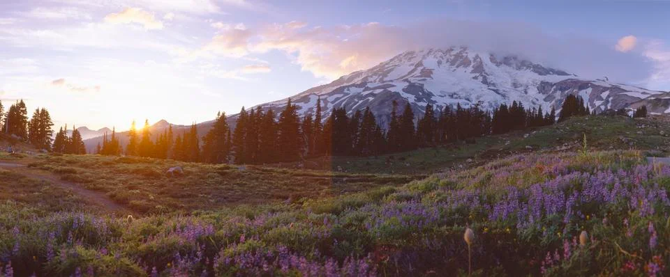 Wildflowers at sunset near Mount Rainier, Washington Stock Photos