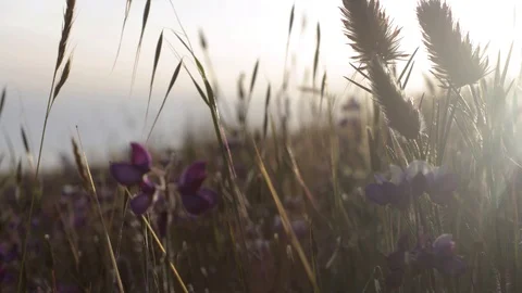 Wildflowers Sunset Timelapse Stock Footage 97949664