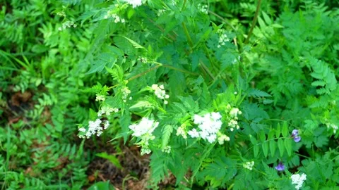 Wildflowers sway in the wind Stock Footage 160007246