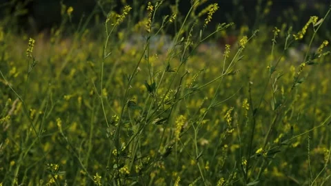 Wildflowers swaying breeze 库存影片 341331655