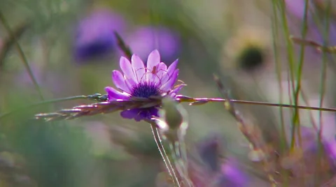 Wildflowers swaying in the wind. Stock Footage 65005083