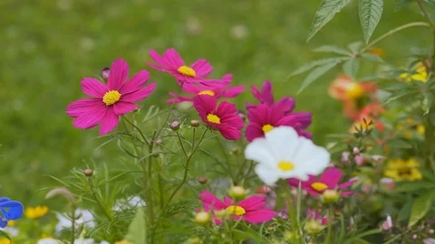 Wildflowers swaying in the wind Stock Footage 93761880