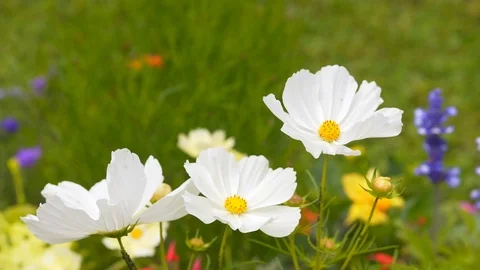Wildflowers swaying in the wind Stock Footage 93765867