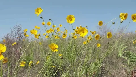 Wildflowers Swaying In The Wind Stock Footage 244618158