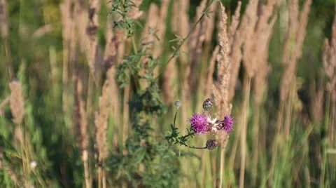 Wildflowers sways on a wind in the field Vidéo 65410901