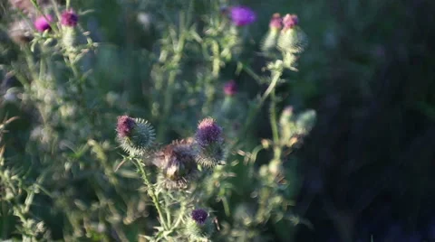 Wildflowers sways on a wind in the field Stock Footage 68610806