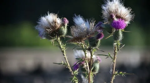 Wildflowers sways on a wind in the field Video stock 68610871