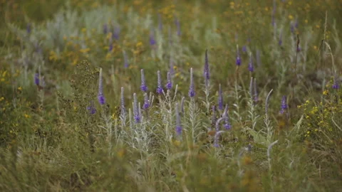 Wildflowers swing in the wind in summer Stock Footage 167467606
