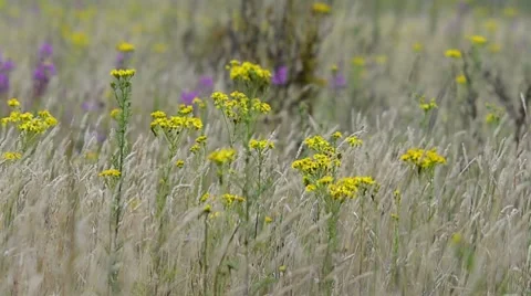 Wildflowers in tall grass Stock Footage 7766170