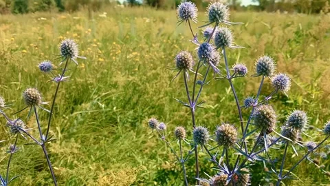 Wildflowers thrive in an expansive field under bright sunlight. The vibrant 動画素材 316312260