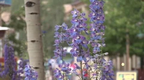 Wildflowers in town square 스톡 동영상 51054899