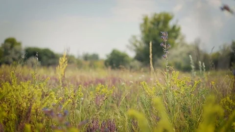 Wildflowers. Tracking shot Stock Footage 79396822