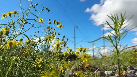 Wildflowers With Train In Background Video stock 320831021