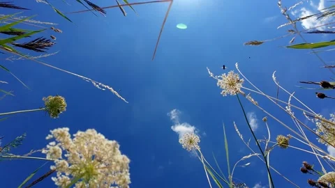 Wildflowers under a bright blue sky Video stock 324260542