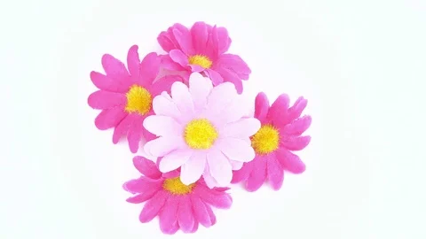 Wildflowers on a white background. Stock Footage 125053200