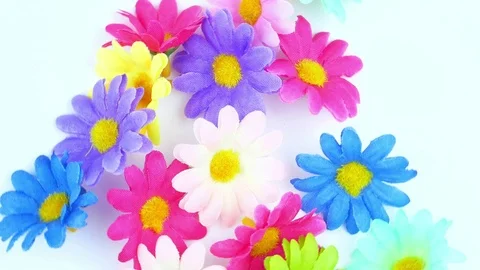 Wildflowers on a white background.1 Stock Footage 125053195