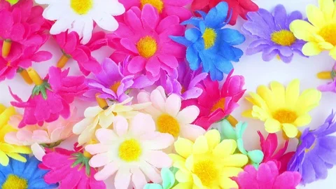 Wildflowers on a white background.2 Stock Footage 125053222