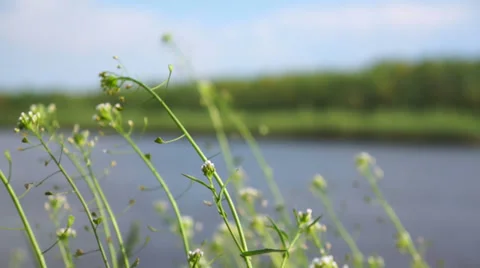 Wildflowers in the wind on a background of the river. Stock Footage 37396236