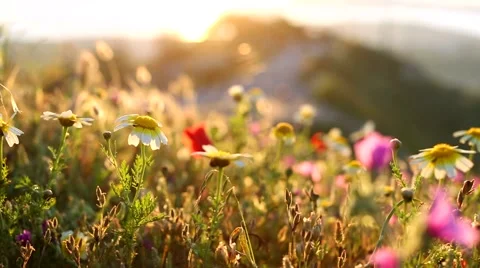 Wildflowers wind Vídeo Stock 50077600