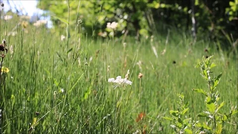 Wildflowers in the wind Stock-Footage 78633485