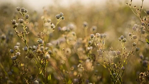 Wildflowers in the wind. Stock Footage 97760865