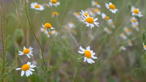 Wildflowers in the wind Stock Footage 132001616
