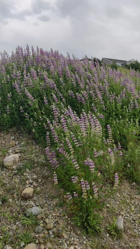 Wildflowers in the wind Stock Footage 246023283