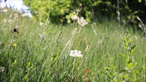Wildflowers in the wind, slow motion Stock-Footage 78633480