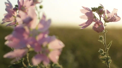 Wildflowers on wind sunset Stock Footage 34722608