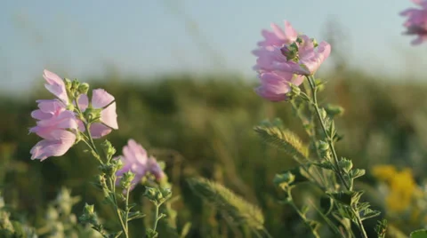 Wildflowers on wind sunset Stock Footage 34725766