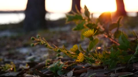 Wildflowers in the Wind at Sunset Stock Footage 237963167