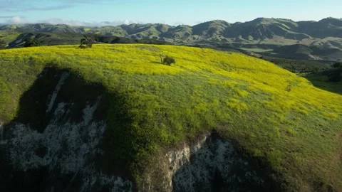 Wildflowers Yellow Mountain Range Cliff Stock Footage 309234725