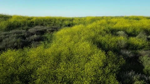 Wildflowers Yellow Mountain Range Simi Valley Drone Reveal City Green Stock Footage 309234982