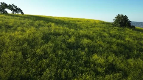 Wildflowers Yellow Mountain Range Simi Valley Drone Reveal City Neighborhood Stock Footage 309235051