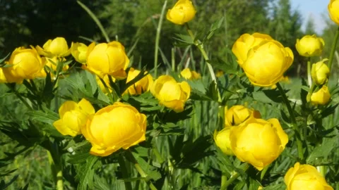 Wildflowers yellow in the sunlight. Macro 스톡 동영상 154548309